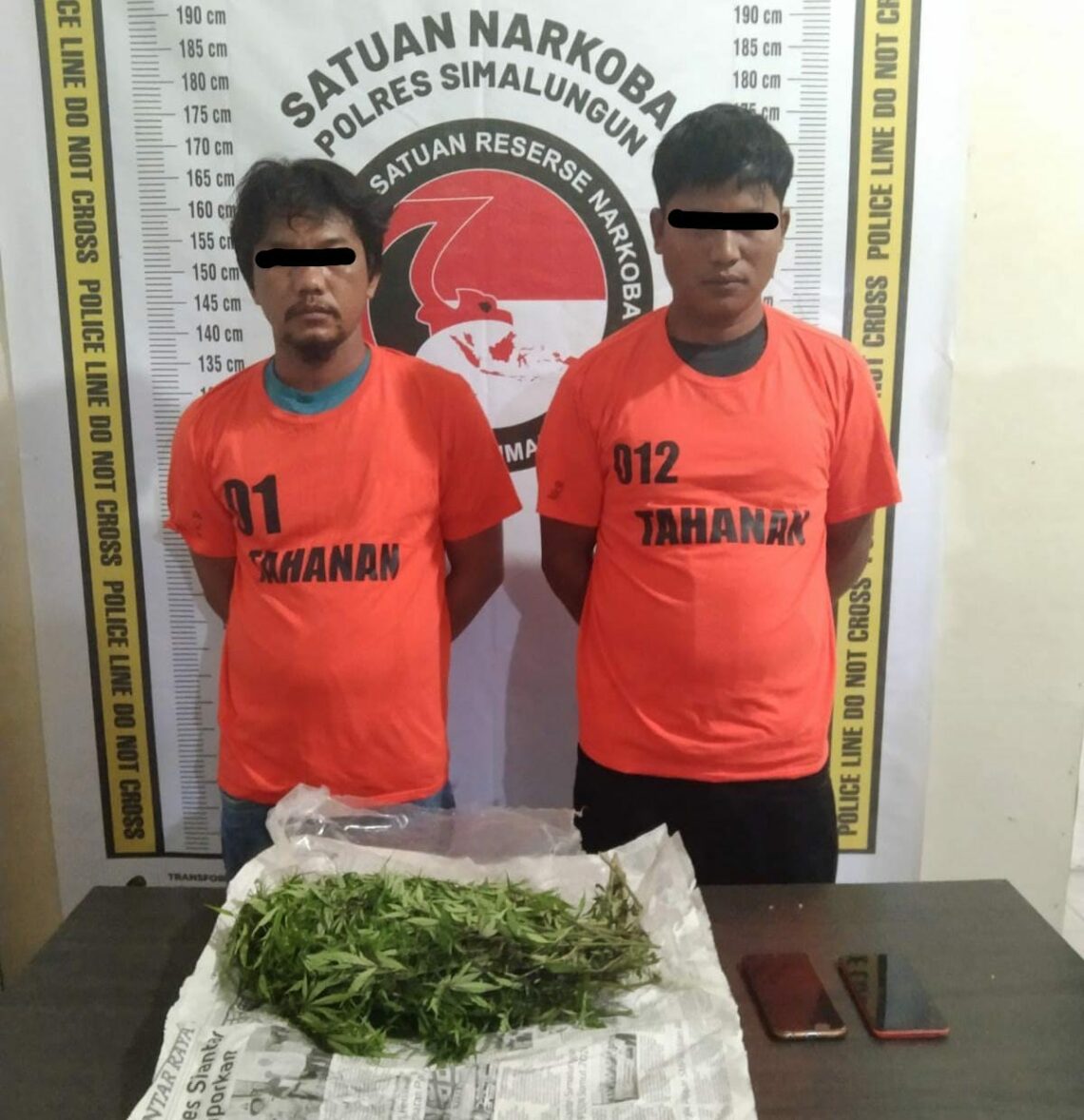 Penangkapan Pengedar Ganja di Perladangan Jeruk, Polres Simalungun Berhasil Amankan 6,5 Ons Ganja.