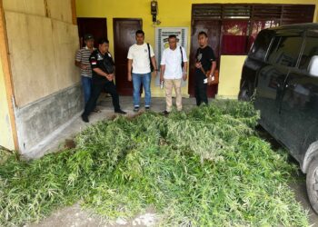 Sat Narkoba Polres Simalungun Berhasil Temukan Ladang Ganja di Dolok Silau.
