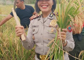 Kapolsek Siantar Marihat Hadiri Pengubinan Hasil Padi Perhektar di Hamparan Persawahan Sianjur Nauli.