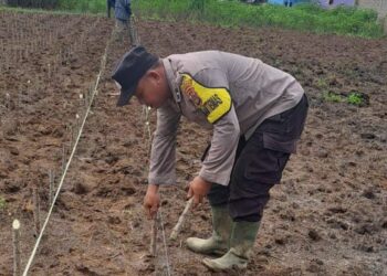 Polsek Bosar Maligas Memperkuat Ketahanan Pangan Nasional dengan Budidaya Ubi Kayu di Simalungun.
