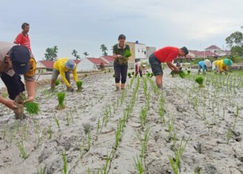 Dukung Ketahanan Pangan, Bhabinkamtibmas Polsek Siantar Marihat Tanaman Padi Bersama Warga.