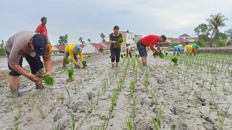 Dukung Ketahanan Pangan, Bhabinkamtibmas Polsek Siantar Marihat Tanaman Padi Bersama Warga.