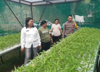 Bhabinkamtibmas Polsek Siantar Utara Bersama Ibu - Ibu PKK Tinjau Ketahanan Pangan Tanaman Hidroponik Di Halaman Kantor Kelurahan.