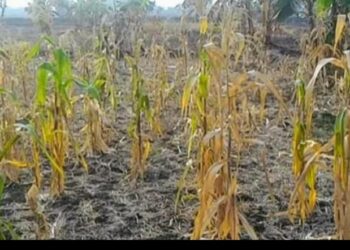 Bibit Jagung Yang Ditanami.