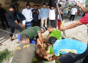 868 Hewan Qurban Disembelih Di Tebingtinggi.