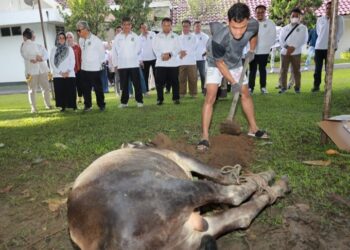 Walikota Pematangsiantar Bagikan Kurban Sembilan ( 9) Ekor Sapi.
