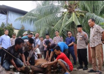 Polres Tebingtinggi Sembelih 24 Ekor Hewan Kurban.