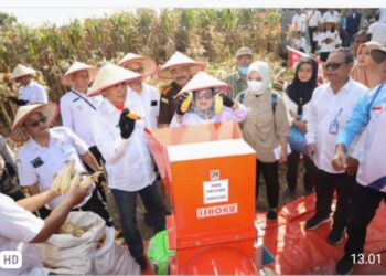 Wali Kota Pematangsiantar dr. Susanti Dewayani SpA Hadiri Panen Jagung Bersama Serta Penyerahan Alat Mesin Pertanian kepada Kelompok Tani.