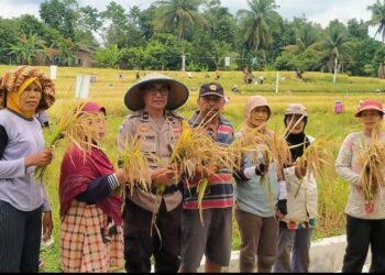 Dukung Program Ketahanan Pangan, Bhabinkamtibmas Polsek Bangun Panen Bersama & Sosialisasi Kamtibmas.