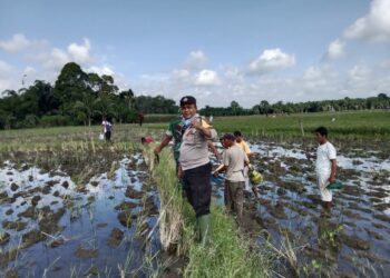 Polsek Raya Kahean Ajak Warga Bah Tonang Basmi Hama Tikus, Dukung Ketahanan Pangan.