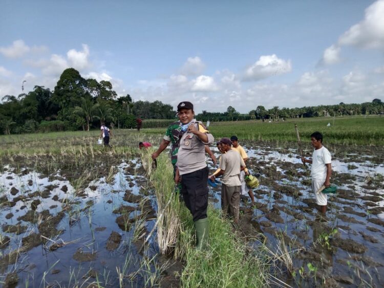 Polsek Raya Kahean Ajak Warga Bah Tonang Basmi Hama Tikus, Dukung Ketahanan Pangan.