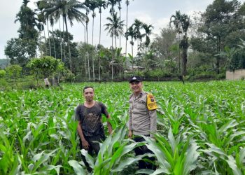 Dukung Asta Cita Presiden , Bhabinkamtibmas Polsek Siantar Utara Sambangi Gandeng Warga Manfaatkan Lahan Tanam Jagung.