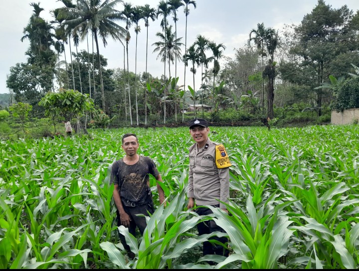 Dukung Asta Cita Presiden , Bhabinkamtibmas Polsek Siantar Utara Sambangi Gandeng Warga Manfaatkan Lahan Tanam Jagung.