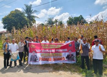 Polsek Tanah Jawa Sukses Panen Jagung Dalam Rangka Penguatan Program Pekarangan Pangan Lestari.