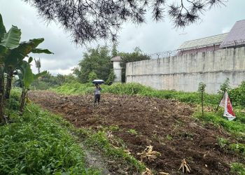 Lapas Narkotika Pematangsiantar Laksanakan Pembersihan Lahan Jagung.