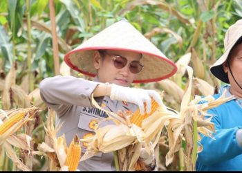 Dukung Program Prioritas Presiden RI Ketahanan Pangan , Kapolres Pematangsiantar Hadiri Panen Raya.