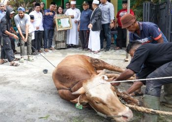 Ketua TP PKK Kota Pematangsiantar Ny Liswati Wesly Silalahi Serahkan Seekor Sapi Kurban Keluarga Besar Wesly Silalahi Ke DP MUI Pematangsiantar..