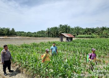 Polsek Tanah Jawa Turun Langsung ke Sawah, Wujudkan Mimpi Ketahanan Pangan Demi Rakyat Indonesia.