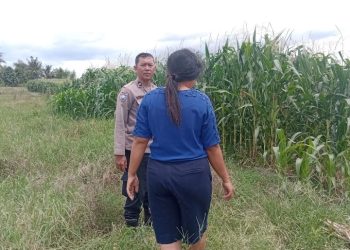 Sambangi Warga Tanam Jagung Cara Polsek Siantar Timur Dukung Ketahanan Pangan Di Wilkumya.