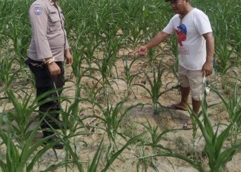 Menjaga Harapan Dari Ladang Jagung : Langkah Tulus Polsek Serbalawan Demi Ketahanan Pangan di Simalungun.