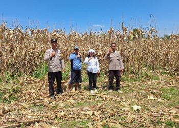 Menanam Harapan di Tanah Silenduk : Ketulusan Polsek Serbalawan Merawat Ketahanan Pangan Bersama Rakyat.