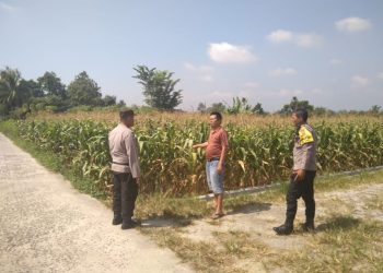 Dukung Ketahanan Pangan, Polsek Siantar Selatan Sambangi Warga Pemilik Tanaman Jagung.