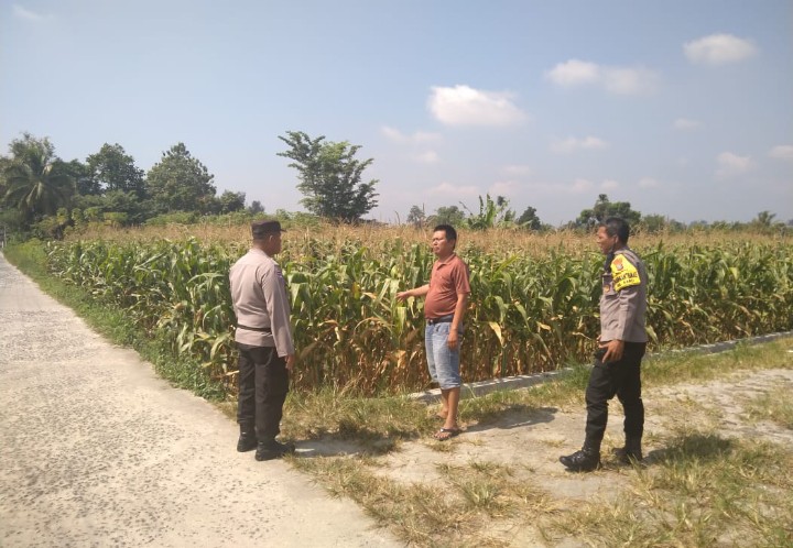 Dukung Ketahanan Pangan, Polsek Siantar Selatan Sambangi Warga Pemilik Tanaman Jagung.