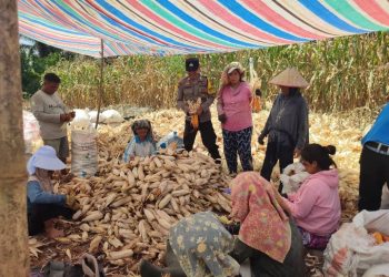 Dukung Ketahanan Pangan, Polsek Siantar Martoba Dampingi Warga Panen Jagung.