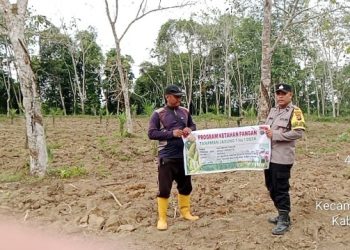 Polsek Bosar Maligas Intensifkan Pengawasan Ketahanan Pangan, Cek Lahan Jagung Program Pemerintah Seluas 1 Hektare.