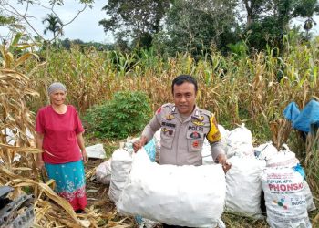 Dukung Ketahanan Pangan, Polsek Siantar Marihat Panen Jagung Bersama Warganya.