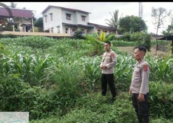 Dukung Ketahanan Pangan, Kapolsek Siantar Timur Pengecekan Tanaman Jagung Warga.