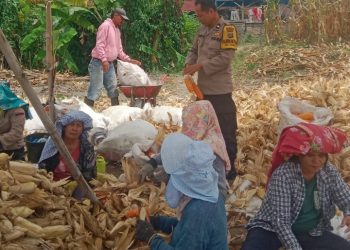 Dukung Ketahan Pangan, Polsek Siantar Martoba Sambangi Warga Panen Jagung di Gurilla .