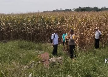 Kapolsek Tiga Balata Dukung Ketahanan Pangan, Bhabinkamtibmas Sambangi Lahan Jagung Warga.