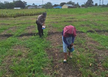 Dukung Ketapang, Polsek Siantar Marihat Sambangi Warga Sedang Pupuk Tanaman Jagung.