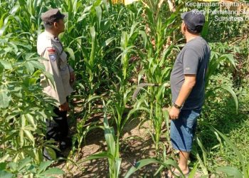 Polsek Siantar Timur Sambangi Warganya Di Lahan Jagung Dalam Mendukung Ketapang.