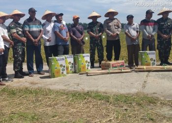 Wujudkan Swasembada Pangan Presiden Prabowo : TNI-Polri Sinergi Gelar Panen Raya Padi di Simalungun.