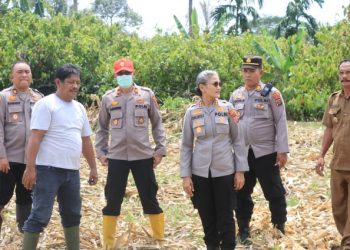 Dukung Ketapang, Kapolres Pematangsiantar cek Lahan Jagung di Kelurahan Tong Marimbun.
