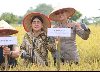 Kapolres Pematangsiantar Bersama Forkopimda Panen Padi di Dusun Matio.