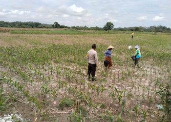 Bhabinkamtibmas Polsek Balata Dukung Program Ketahanan Pangan Presiden Prabowo Melalui Monitoring Hampang Jagung.