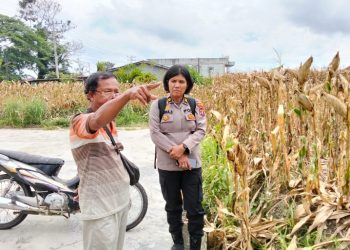 Dukung Ketapang, Wakapolsek Siantar Marihat Sarankan Petani Jual Ke Bulog Hasil Panen.
