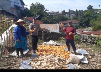 Dukung Ketapang, Polsek Siantar Utara Sambangi Warga Panen Jagung.