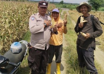 Polsek Serbalawan Dukung Program Ketahanan Pangan, Bhabinkamtibmas Sambangi Petani Jagung di Tapian Dolok.