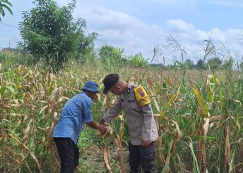 Dukung Ketapang, Polsek Siantar Marihat Monitor Perkembangan Jagung Warganya.