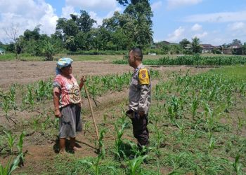 Dukung Ketapang, Polsek Siantar Marihat Sambangi Warga Bersihkan Lahan Jagung di Jalan Pattimura.