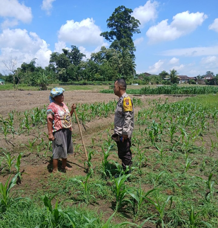 Dukung Ketapang, Polsek Siantar Marihat Sambangi Warga Bersihkan Lahan Jagung di Jalan Pattimura.