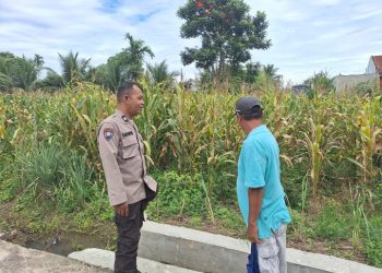 Dukung Ketapang, Polsek Siantar Marihat Sambangi Warga Bersihkan Lahan Jagung.