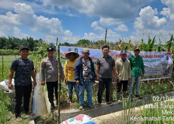 Polsek Tanah Jawa Dukung Ketahanan Pangan, Dampingi Panen Jagung Perdana 8 Ton di Mekar Mulia.
