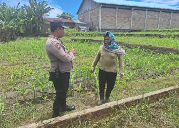 Dukung Ketapang, Polsek Siantar Marihat Sambangi Warga Rawat Tanaman Jagungnya.
