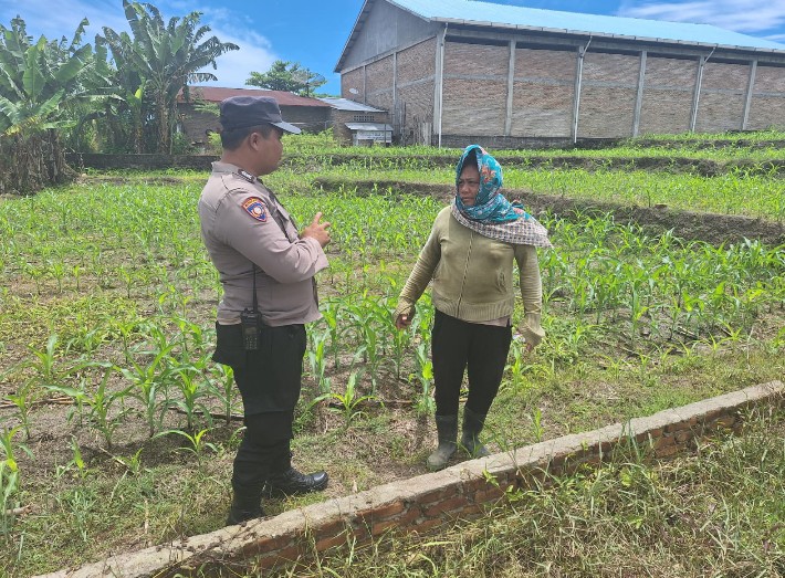 Dukung Ketapang, Polsek Siantar Marihat Sambangi Warga Rawat Tanaman Jagungnya.