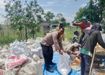 Dukung Ketapang, Polsek Siantar Utara Bantu Warga Panen Jagung di Jalan Bah Kapul Kiri.